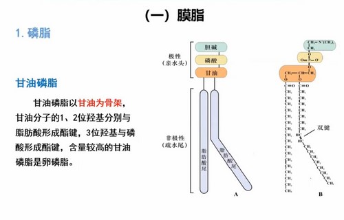 汇智2022寒假生物竞赛C1-1基础课