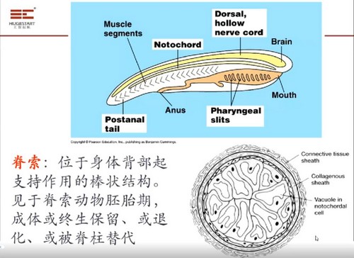 汇智2021国庆十一期间生物竞赛 C1-1基础课